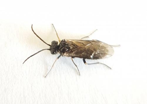 Empria sp.