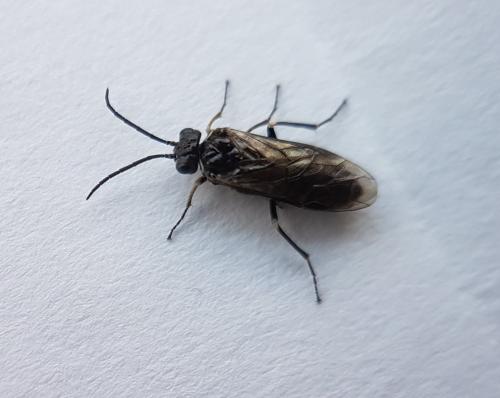 Empria sp.