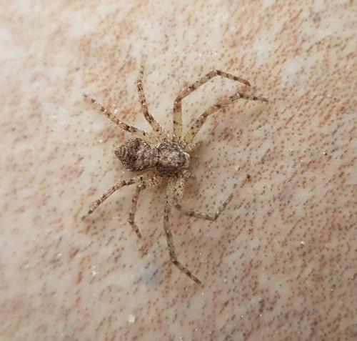 Philodromus sp.