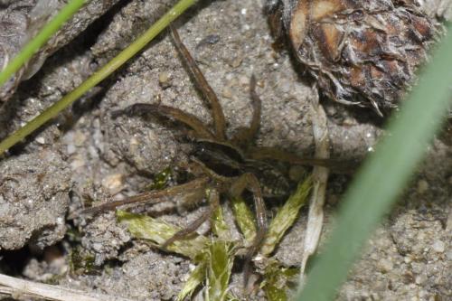 Hogna radiata