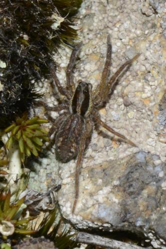 Hogna radiata