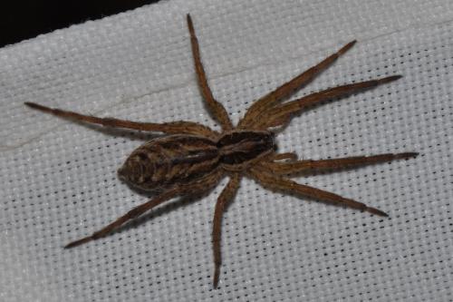 Réf. 224 404 : Hogna radiata