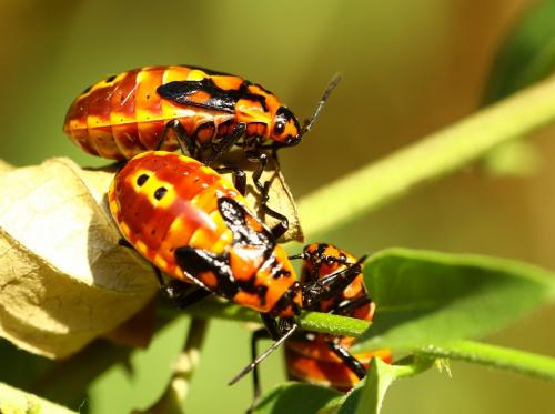 Réf. 224 042 : Spilostethus pandurus