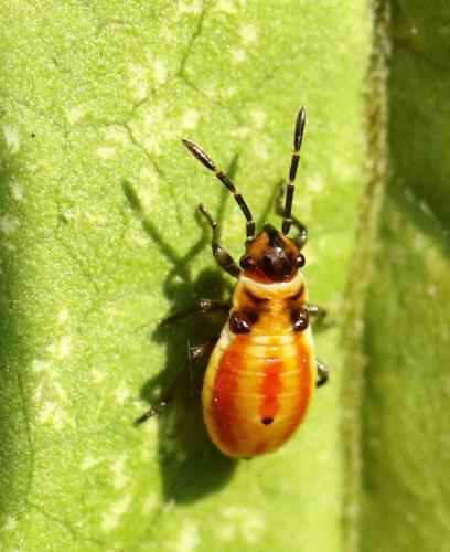 Lygaeinae