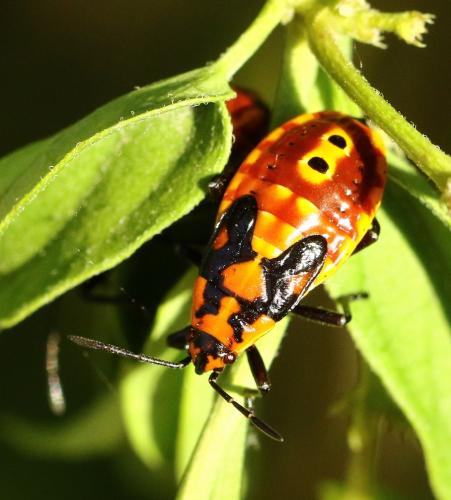 Spilostethus pandurus