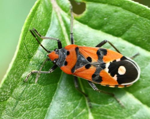 Lygaeus sp.