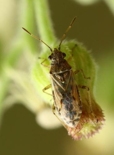 Réf. 224 481 : Nysius sp.