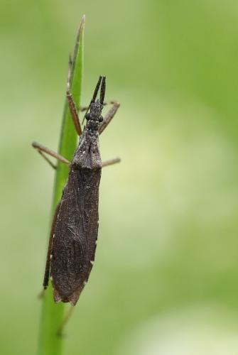 Réf. 224 159 : Pygolampis bidentata