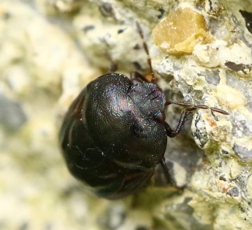 Thyreocoris fulvipennis