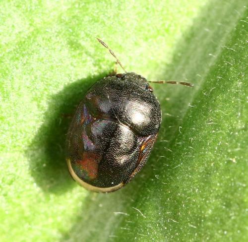 Thyreocoris fulvipennis