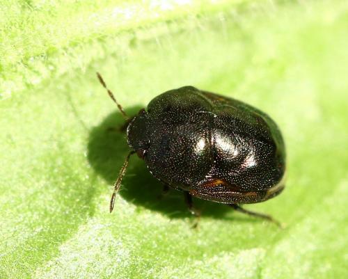 Thyreocoris fulvipennis