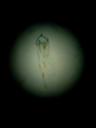Réf. 224 441 : Coleophora lutipennella