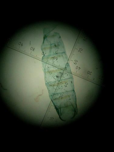 Réf. 224 325 : Blastobasis phycidella