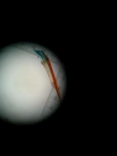 Réf. 224 327 : Caloptilia rufipennella