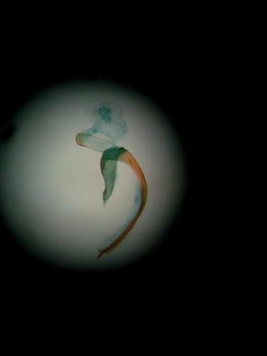 Réf. 224 440 : Coleophora lutipennella