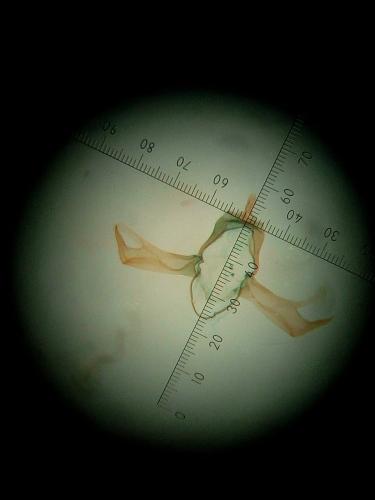 Blastobasis phycidella