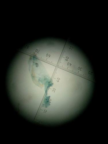 Blastobasis phycidella