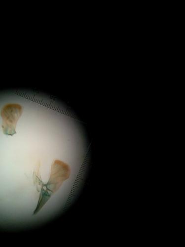 Réf. 224 326 : Caloptilia rufipennella
