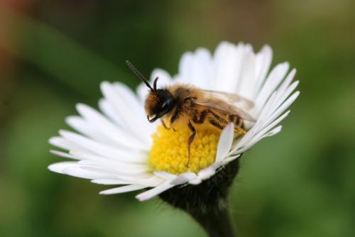 Andrena flavipes
