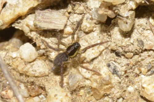 Hogna radiata