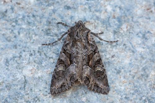 Mniotype usurpatrix