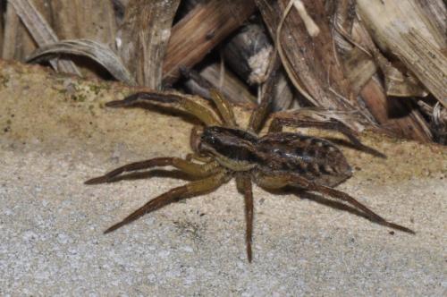 Hogna radiata