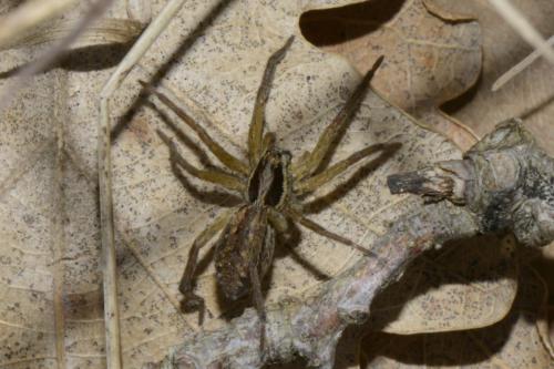 Hogna radiata