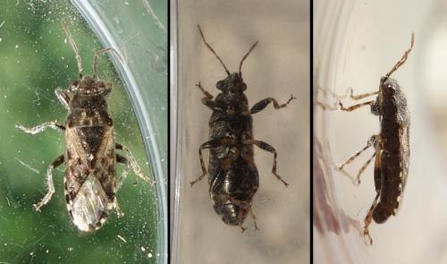 Heterogaster urticae