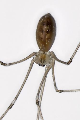 Réf. 224 037 : Pholcus phalangioides