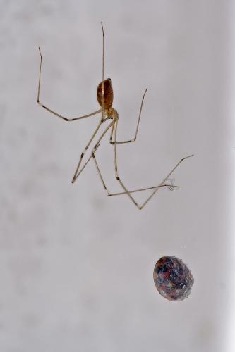 Pholcus phalangioides