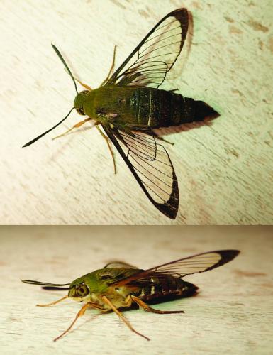 Cephonodes sp.