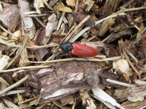 Ampedus sp.