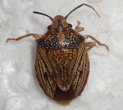 Réf. 224 160 : Antiteuchus sp.