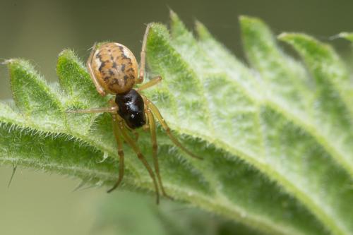Pachygnatha degeeri