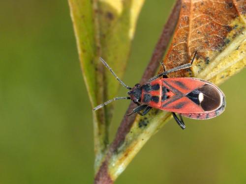 Aspilocoryphus fasciaventris