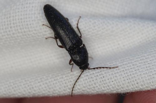 Melanotus sp.