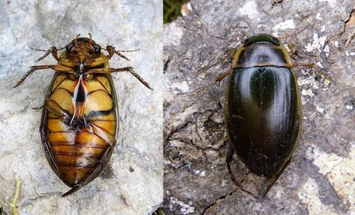 Réf. 224 487 : Dytiscus marginalis