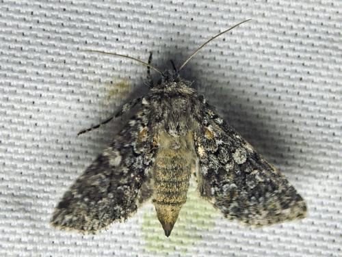 Hadena filograna