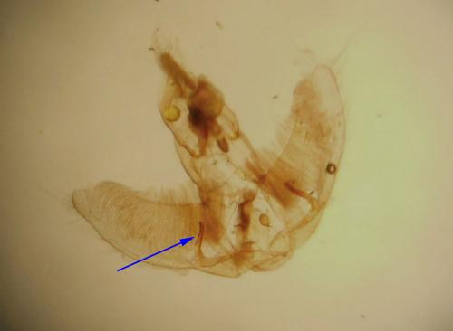 Agonopterix ciliella