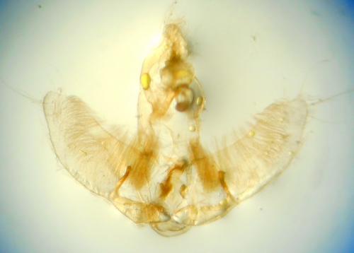 Agonopterix ciliella