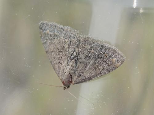 Metachrostis dardouini