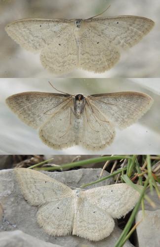 Idaea litigiosaria