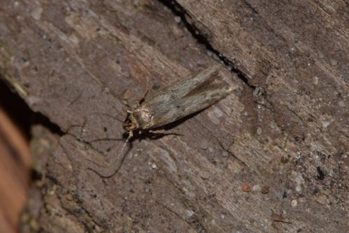 Réf. 224 319 : Blastobasis phycidella