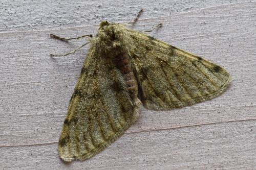 Phigalia pilosaria