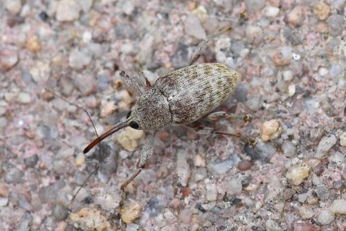 Réf. 224 565 : Curculio elephas
