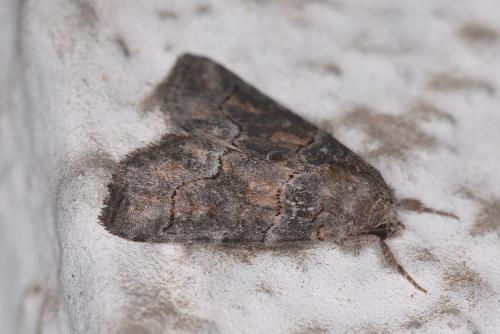 Bryophila sp.