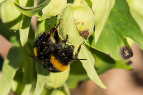 Bombus sp.
