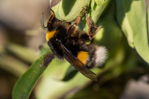Bombus sp.