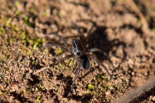 Hogna radiata
