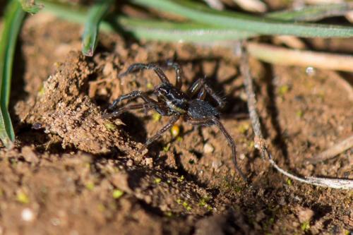 Hogna radiata